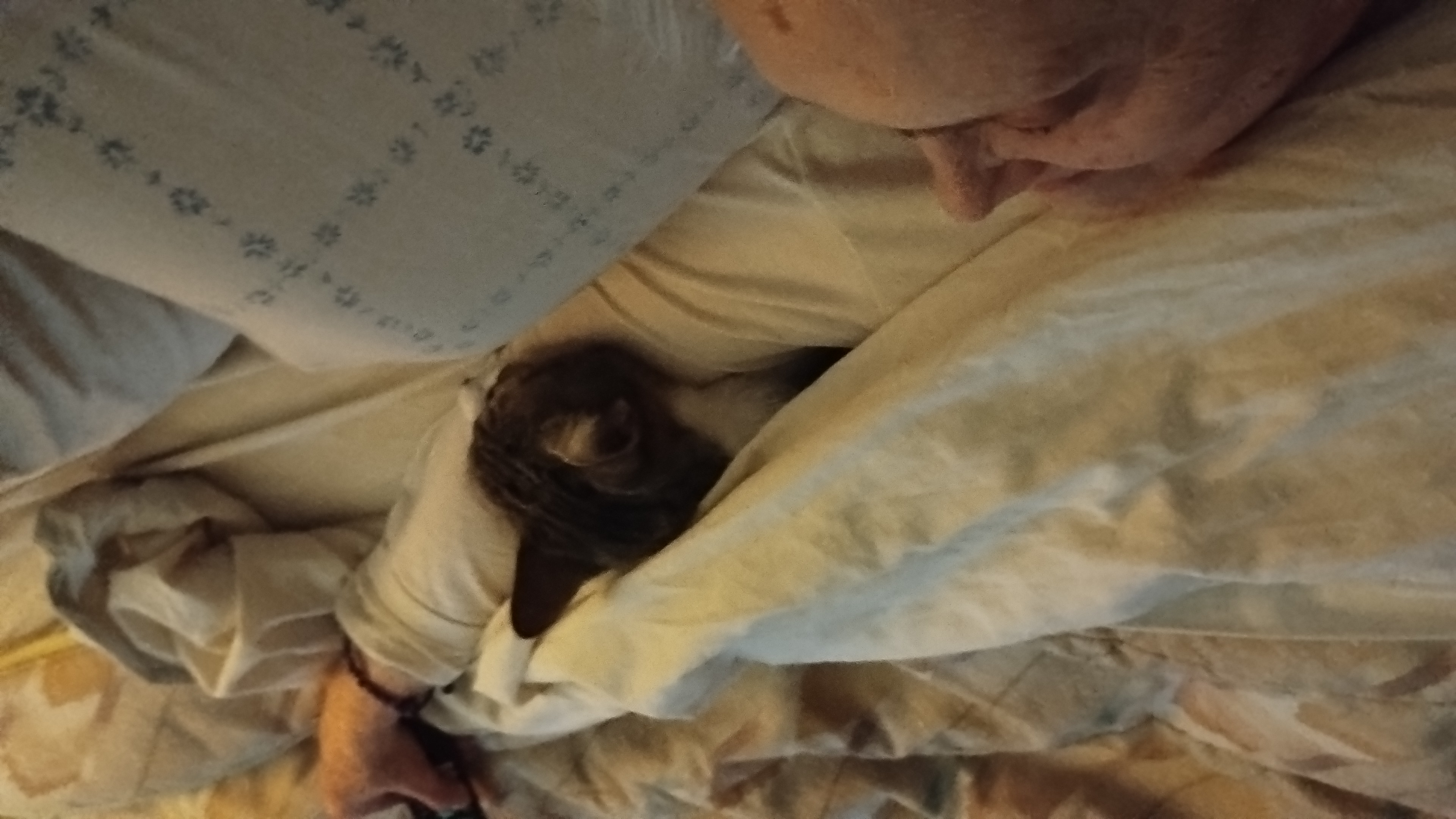 Tuni cuddling Ma under the covers